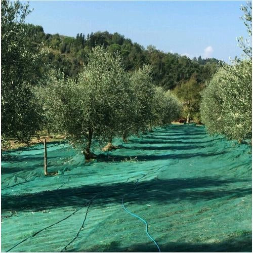 Telo Antispina Rete per raccolta Olive 6x6 mt - 33 gr/mq Senza Apertura colore Verde con Angoli Rinforzati