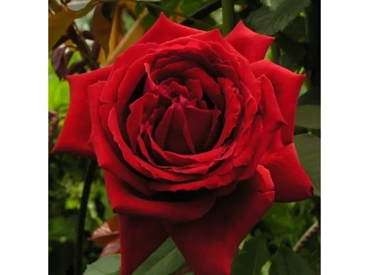 Rosa ‘Botero’ – Rosa rossa profumatissima a fiore grande