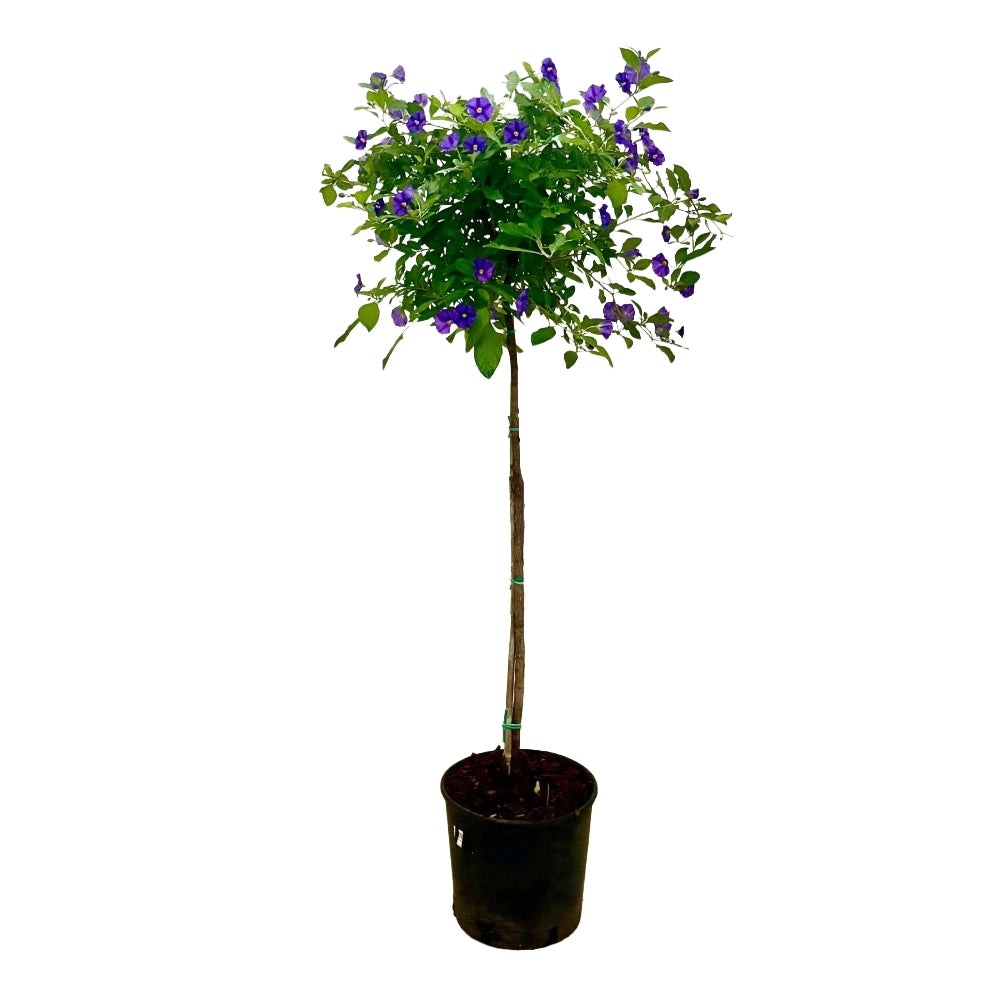Pianta di SOLANUM RANTONETTI blu ad alberello in vaso 18 cm FOTO REALE