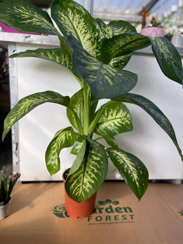 DIEFFENBACHIA TROPICA PIANTA DA INTERNO FOTO REALI h 100CM VASO 18CM