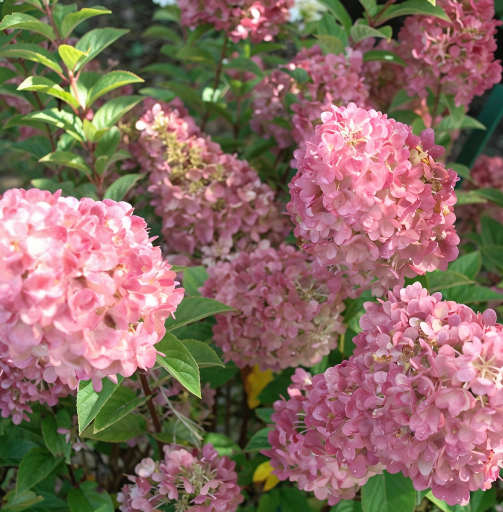 Gardenaria Ortensia - Hidrangea Paniculata 'Pink Lady' - Pianta acidofila ornamentale da esterno Altezza: 60/80 cm (vaso19)