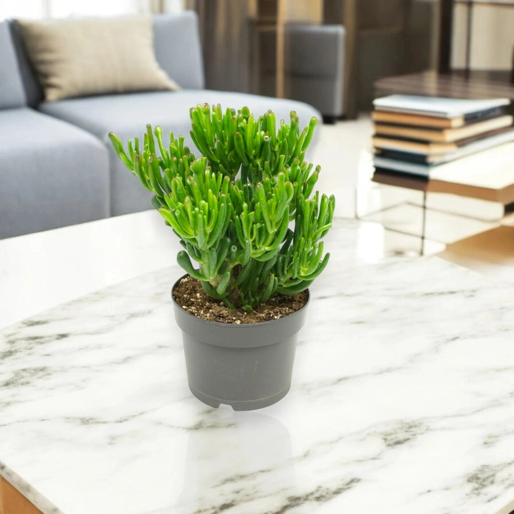 Gardenaria Crassula ovata 'Gollum' - Pianta da interno ornamentale Altezza: 25 cm (vaso 17)