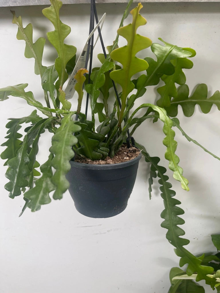 Epiphyllum anguliger Fishbone cactus foto reali vaso 12cm