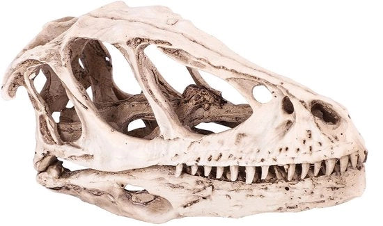 Scheda Dinosauria Realistica - Decorazione - Proprietà di Educazione - Dimensioni 12,5x4x6,5 cm
