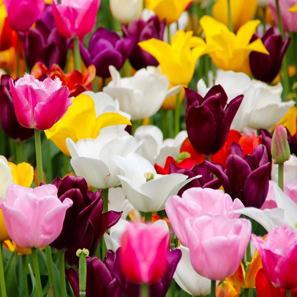 6 bulbi di TULIPANI SINGOLI MIX 11/12