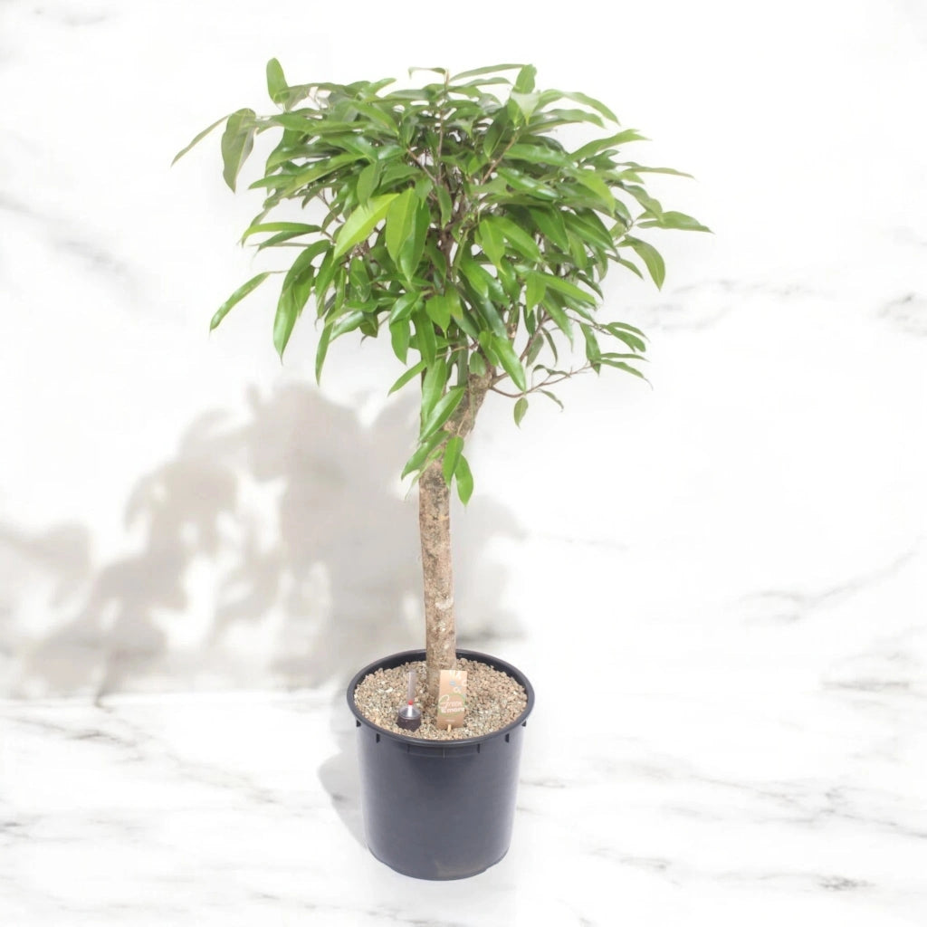 Gardenaria Ficus binnendijkii 'Amstel king' - Pianta da interno ornamentale Altezza: 130 cm (vaso 30)