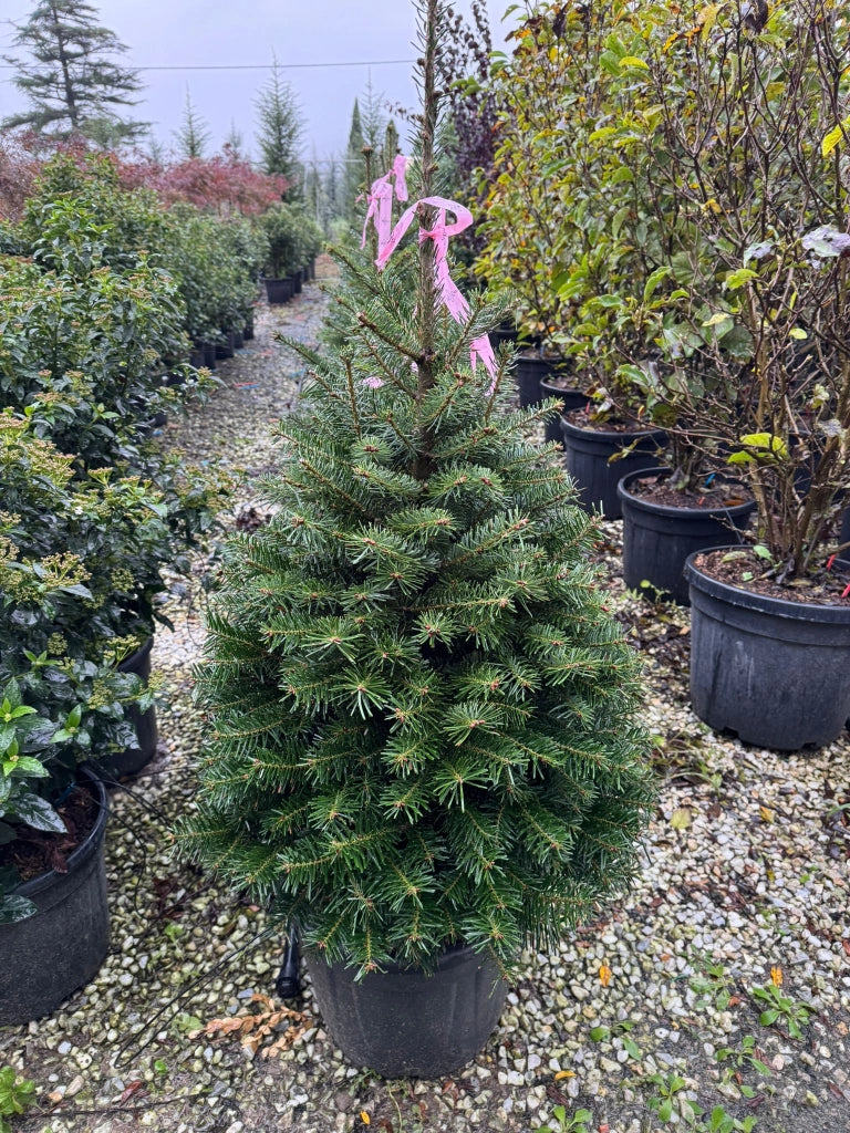 Abete Normandiano - (Abies nordmanniana) foto reali H 100cm
