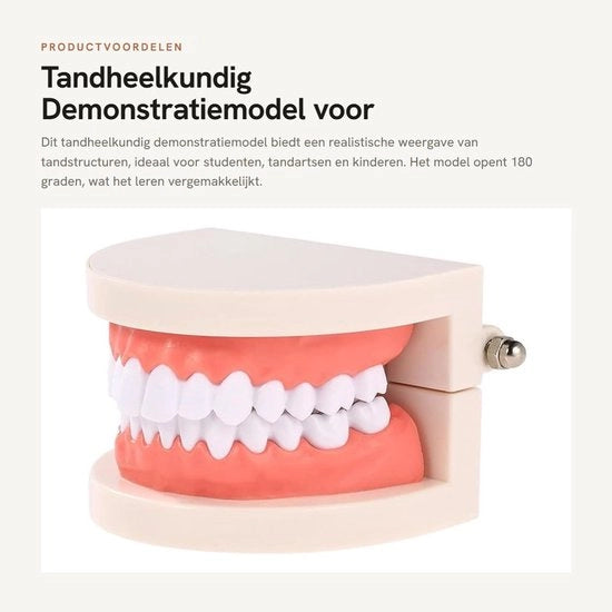 Modello di dentatura realistico - Modello di studio dentale - Modello di simulazione dentale - Display di modello - Modello di ricerca - Realizzato in PVC di alta qualità