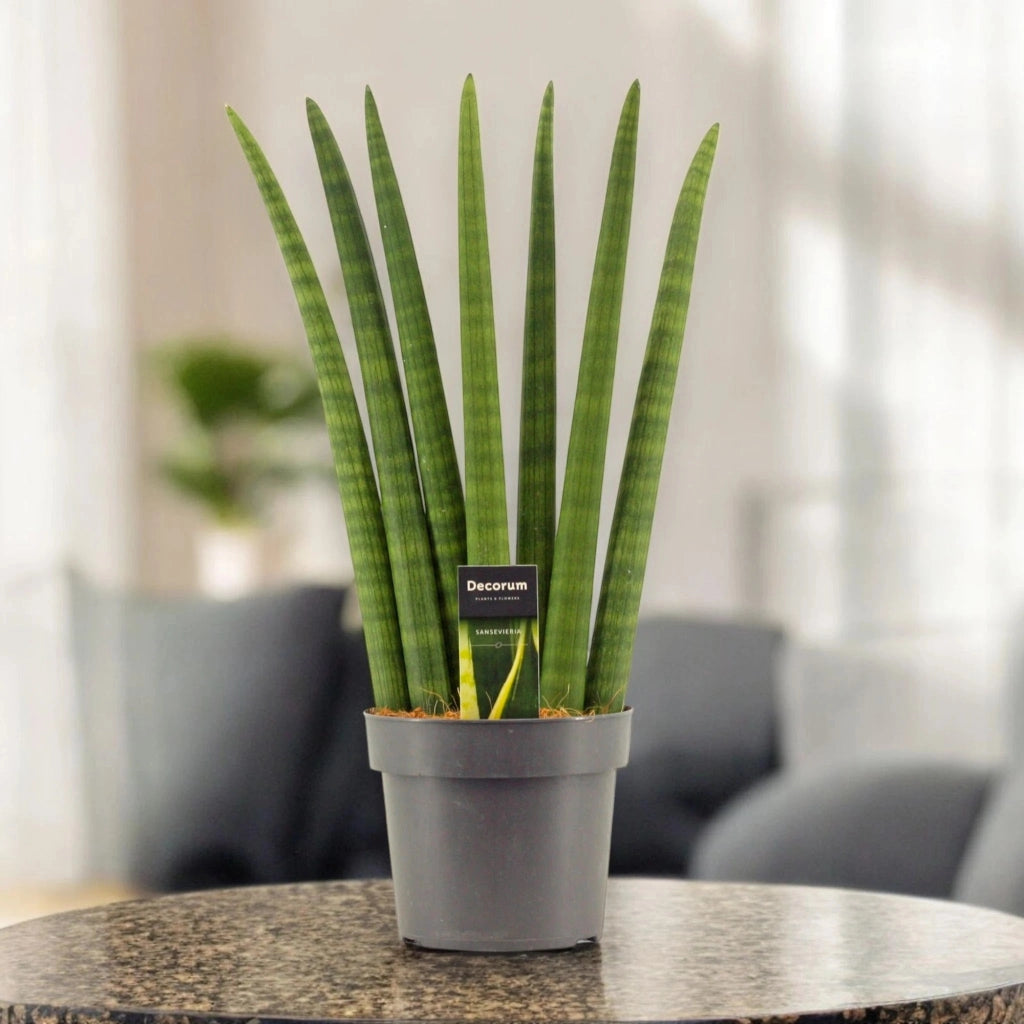 Gardenaria Sansevieria cylindrica 'Fan' - Pianta da interno ornamentale Altezza: 35 cm (vaso 12)