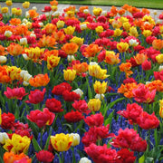 8 Bulbi di Tulipani doppi precoci SEL. MIX 11/12