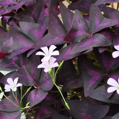 OXALIS TRIANGULARIS LA PIANTA BALLERINA O FARFALLA