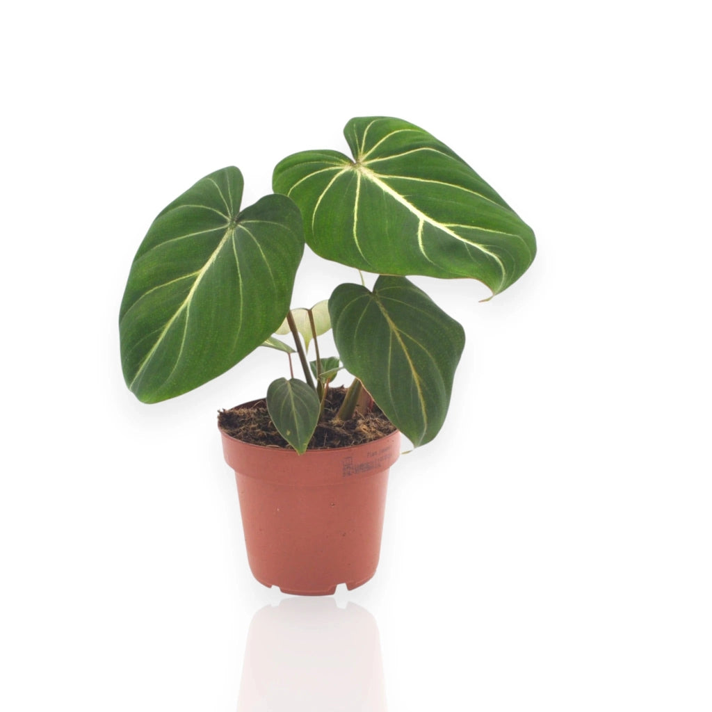 Gardenaria Philodendron gloriosum - Pianta da interno ornamentale Altezza: 30 cm (vaso 12)