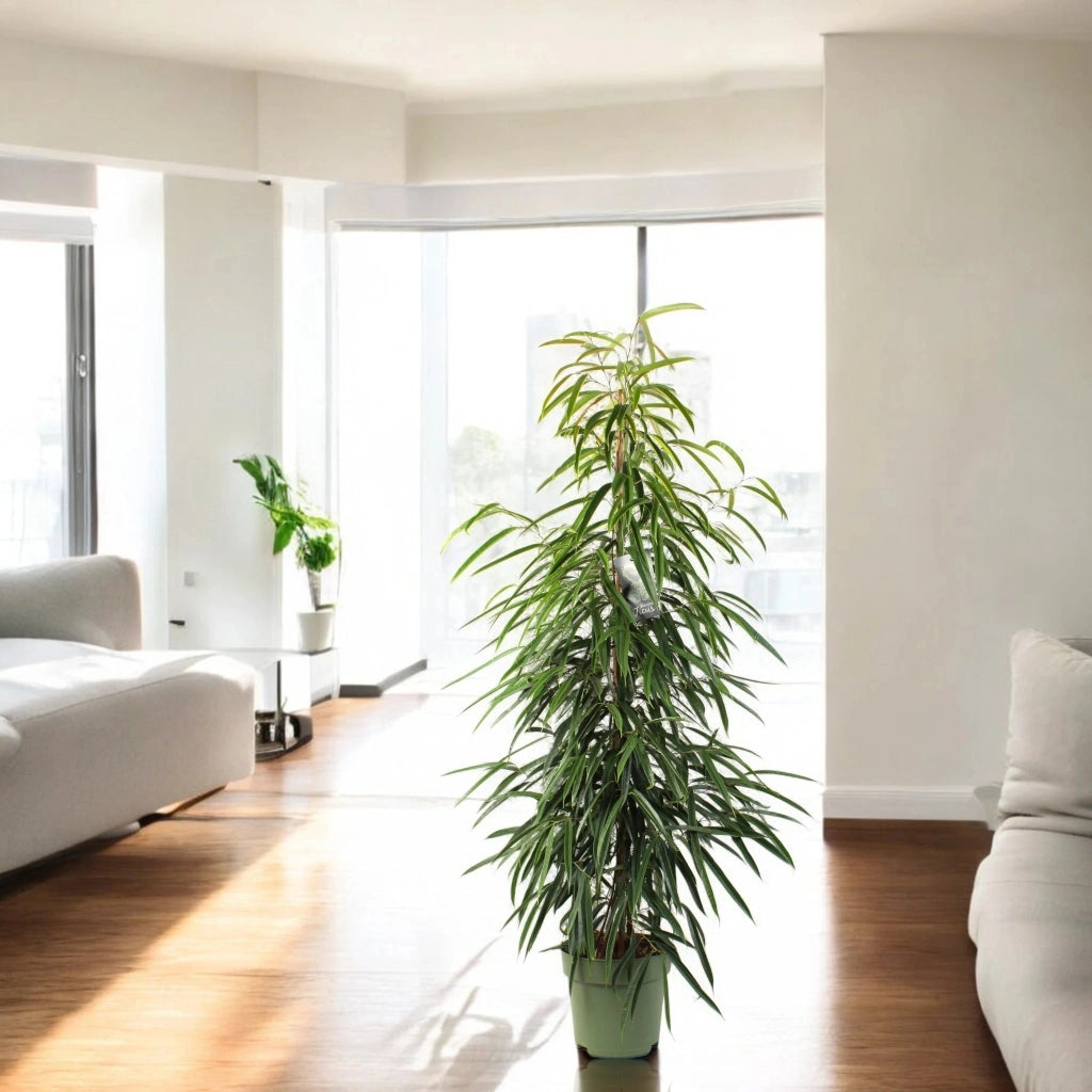 Gardenaria Ficus binnendijkii 'Alli' - Pianta da interno ornamentale Altezza: 100 cm (vaso 21)