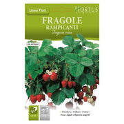 Fragole Rampicanti DB