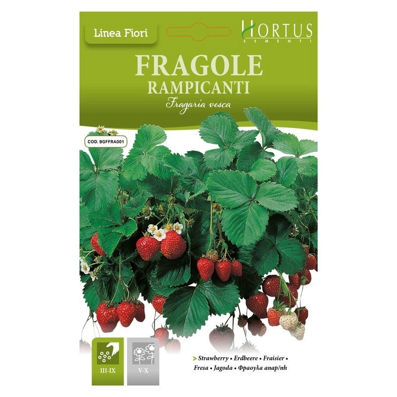 Fragole Rampicanti DB