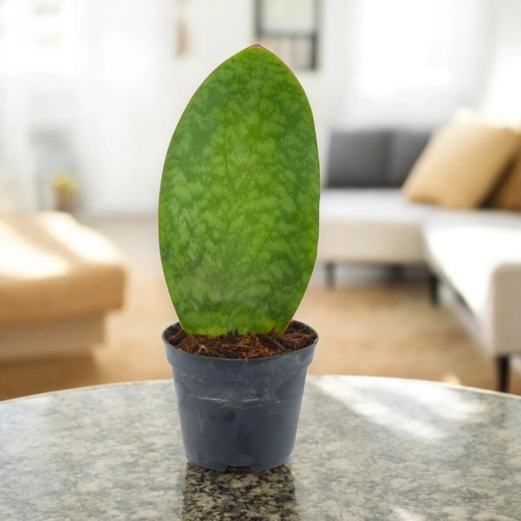 Gardenaria Sansevieria masoniana - Pianta da interno ornamentale Altezza: 40 cm (vaso 10)