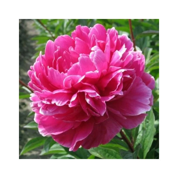 Pianta di PEONIA Lactiflora Jadwiga rosa scuro a porpora Foto Reali