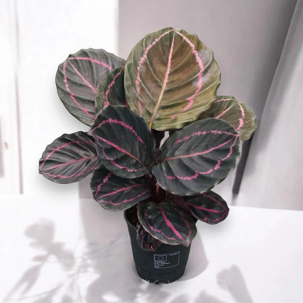 Gardenaria Calathea roseopicta 'Dottie' - Pianta da interno ornamentale Altezza: 35 cm (vaso 12)