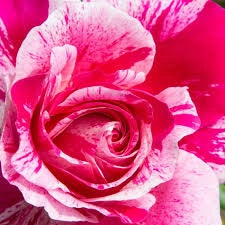 MEILLAND Rosa Ines Sastre rosa tenue rifiorente profumata elegante