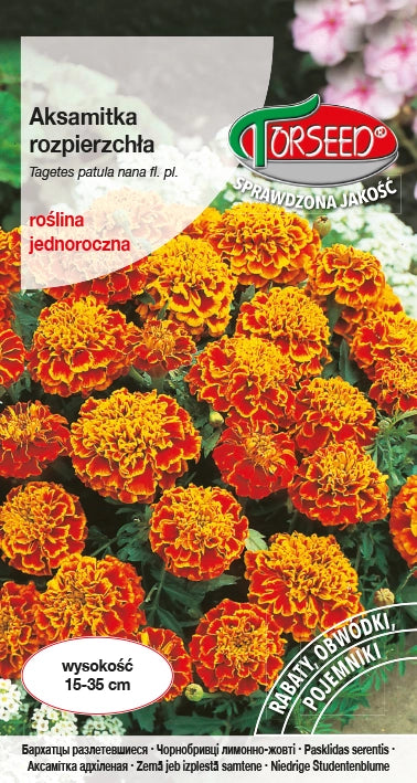 Tagetes che si allarga (basso) - Tagetes patula nana fl.pl. bicolore 1g