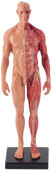 Modello anatomico maschile 30 cm - Struttura scheletrica - Dettagli scultorei - Eseguibile in resina - Struttura scheletrica - Dettagli scultorei - Dettagli eseguibili