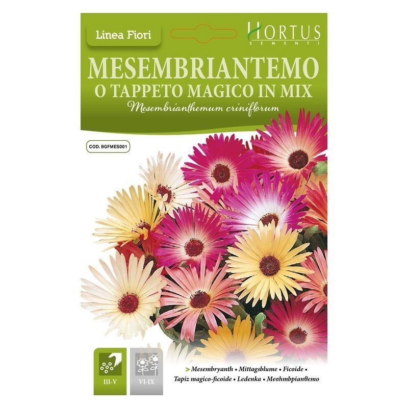 Mesembriantemo o tappeto magico mix DB