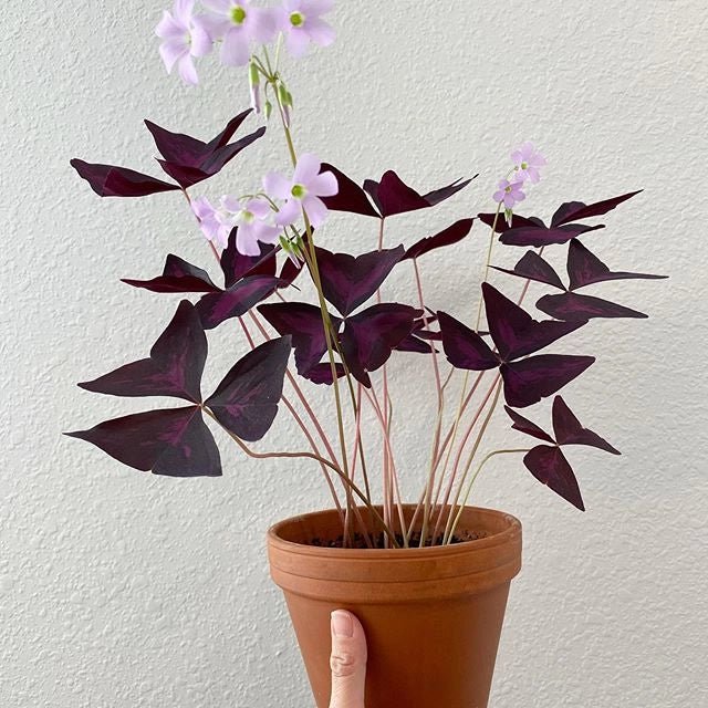 OXALIS TRIANGULARIS LA PIANTA BALLERINA O FARFALLA