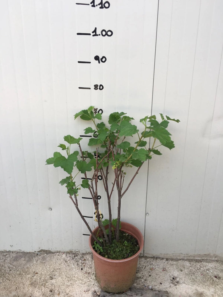 Pianta di Ribes rubrum nero vaso 18cm foto reali