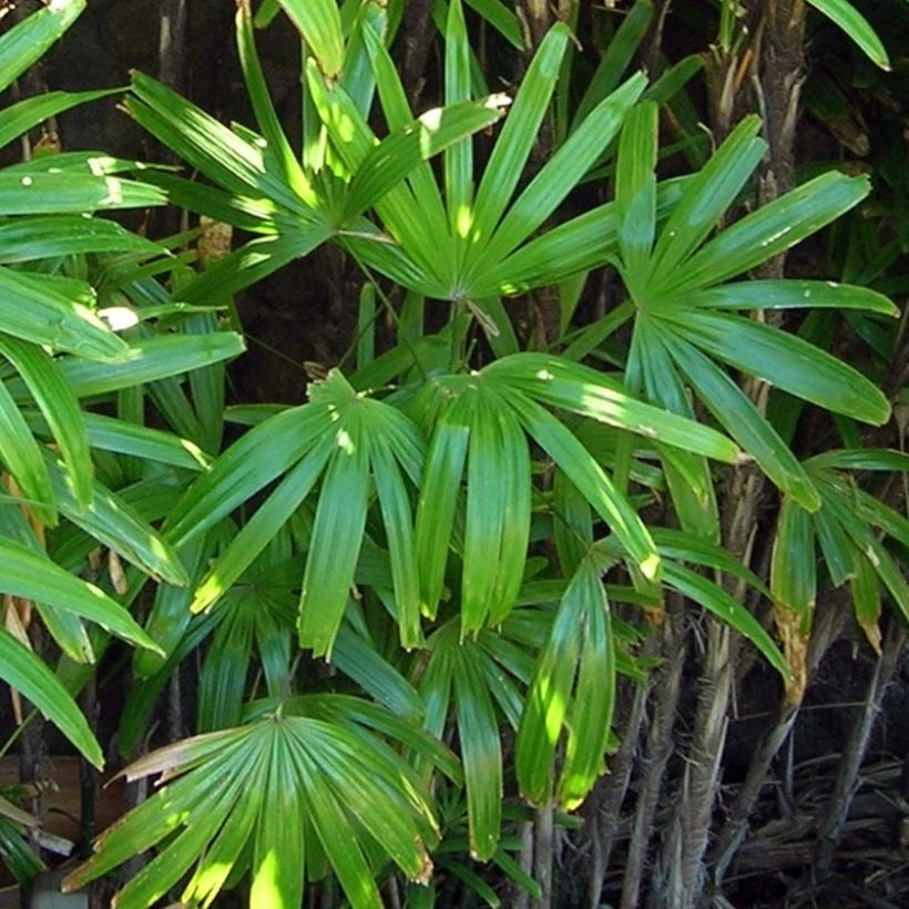 Rhapis excelsa – Palma Sempreverde Elegante Cespuglio 20