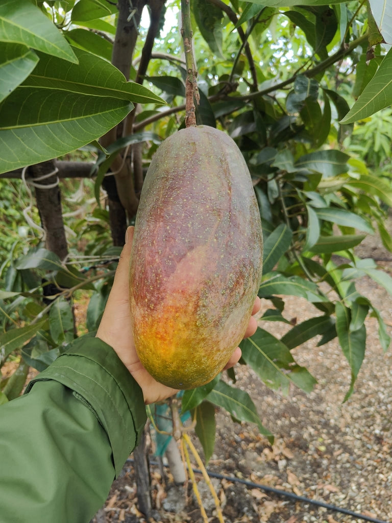 Pianta di Mango Lancetilla – Varietà Tropicale dai Frutti Grandi e Dolci