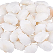Conchiglia di San Giacomo Grande - Scultura Naturale - Conchiglia Flattata - Decorazione di Festa - Attività di Lavorazione - Tema Mare - Senza Foro - Conchiglia di Mare