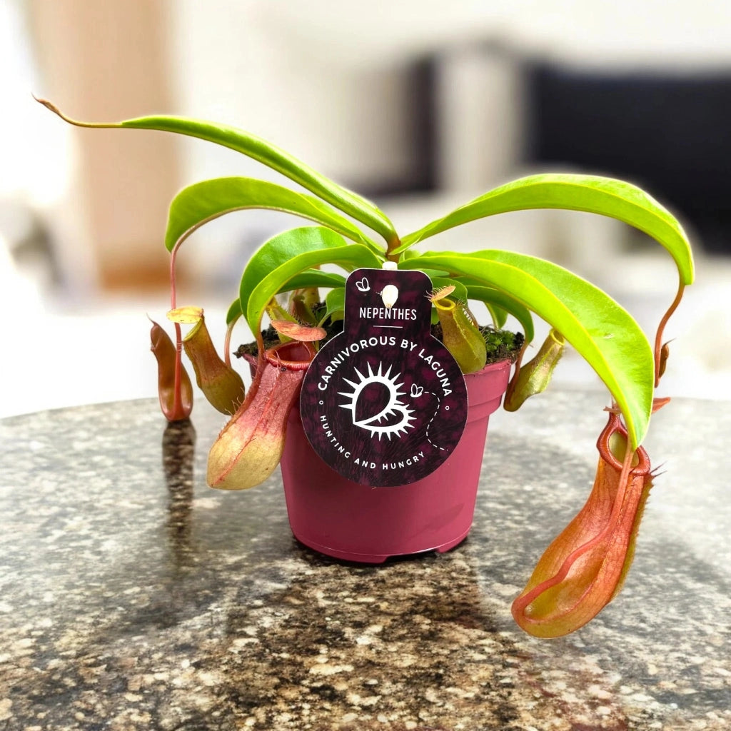 Gardenaria Nepenthes alata - Pianta da interno ornamentale Altezza: 17 cm (vaso 12)