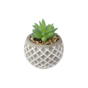 Succulenta H9 cm con vaso in cemento