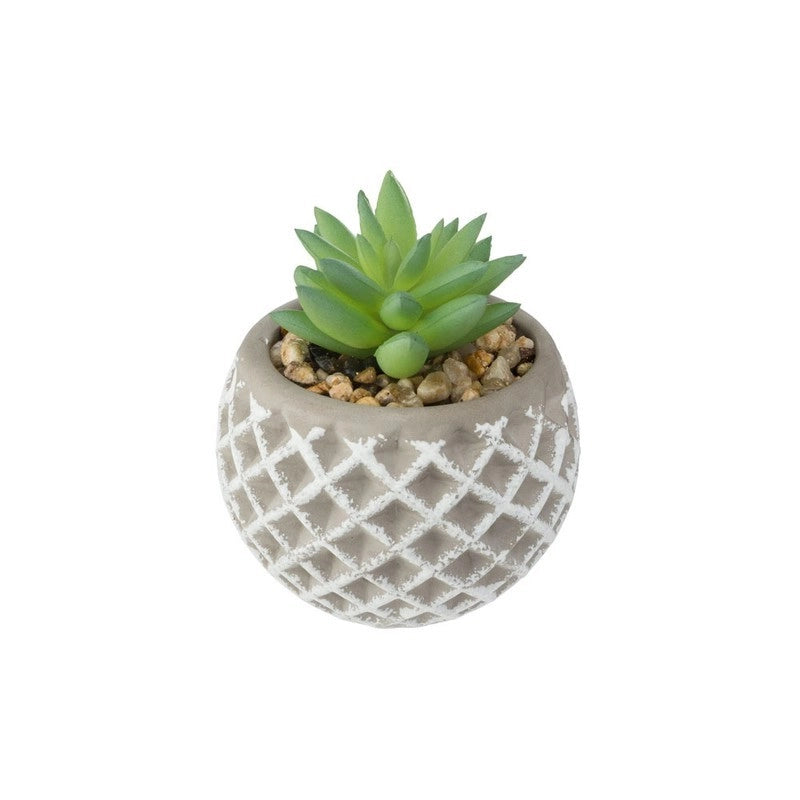 Succulenta H9 cm con vaso in cemento