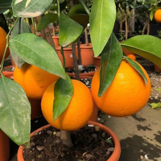 PIANTA DI  ARANCIO THOMPSON VASO 20CM