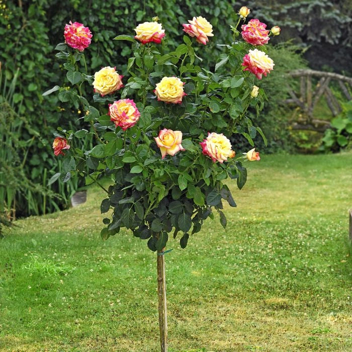 Pianta ROSA ORIENTAL PEACE ® MEILLAND ALBERELLO gialla rossa vaso20 FOTO REALE