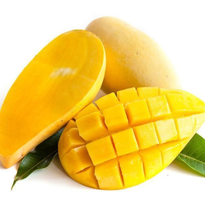 PIANTA DI MANGIFERA INDICA MANGO NAM DOC MAI H 140CM
