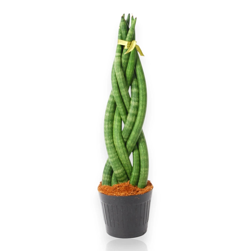 Gardenaria Sansevieria cylindrica 'Twister' - Pianta da interno ornamentale Altezza: 40 cm (vaso 12)