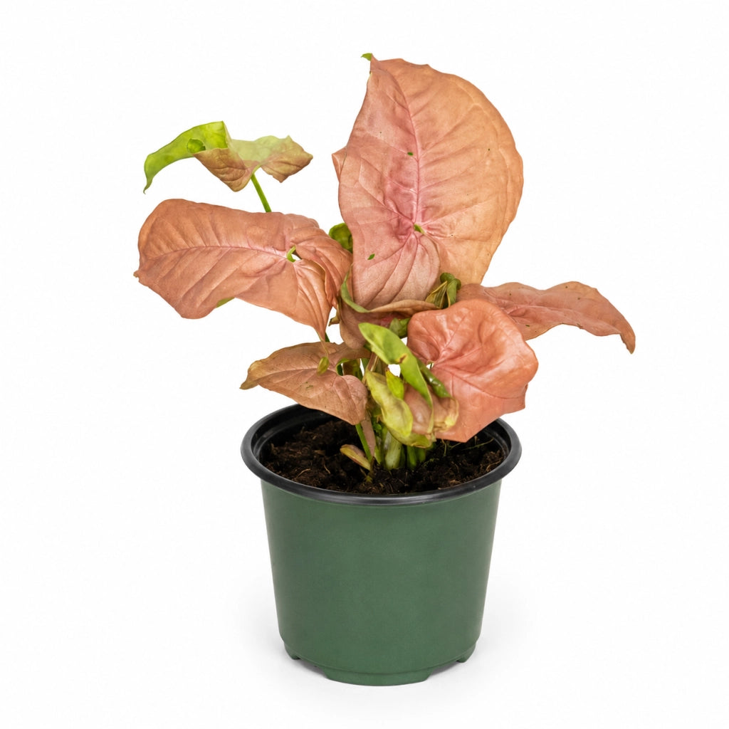 Gardenaria Syngonium 'Neon' - Pianta da interno ornamentale Altezza: 25 cm (vaso 12)