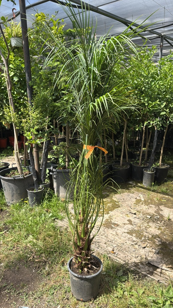 Phoenix Roebelenii V26 Robellina Palma Nana dei datteri foto reali H 150cm