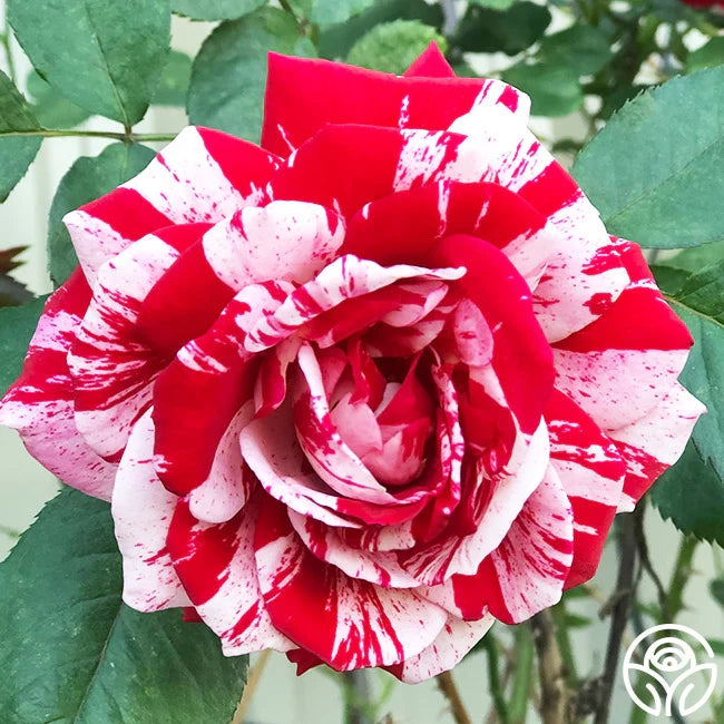 Rosa Scentimental: striature uniche e profumo intenso per giardini vivaci