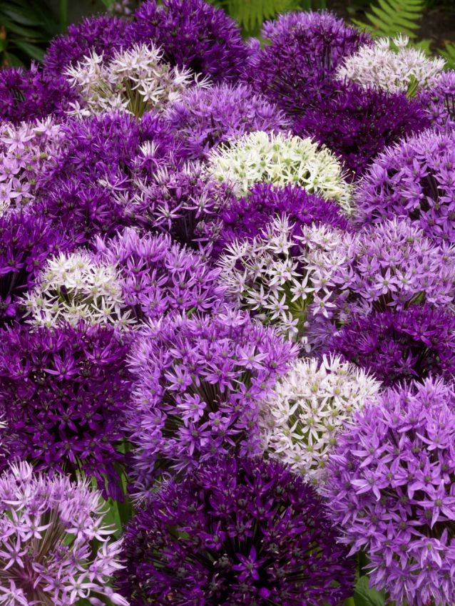 30 bulbi di ALLIUM MIXED 4/5