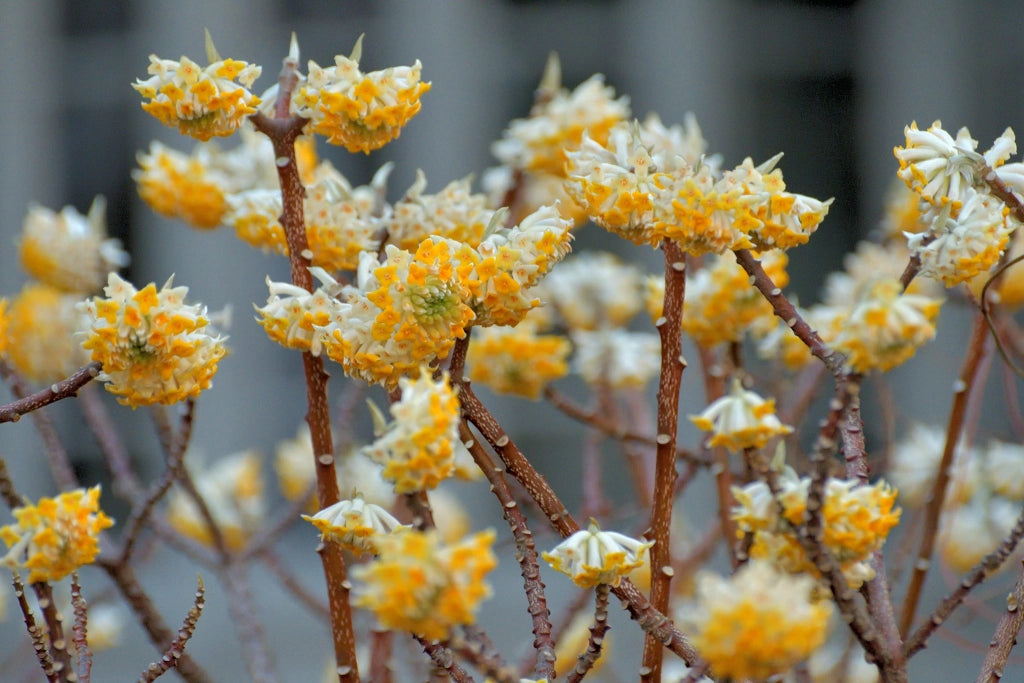 Edgeworthia chrysantha foto reale h 50cm arbusto della carta