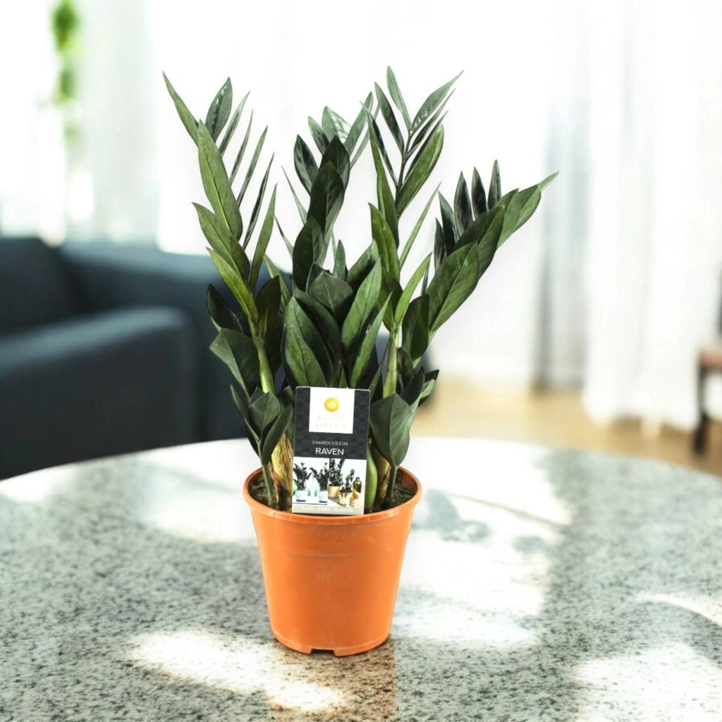 Gardenaria Zamioculcas zamiifolia 'Raven' - Pianta da interno ornamentale Altezza: 55 cm (vaso 17)