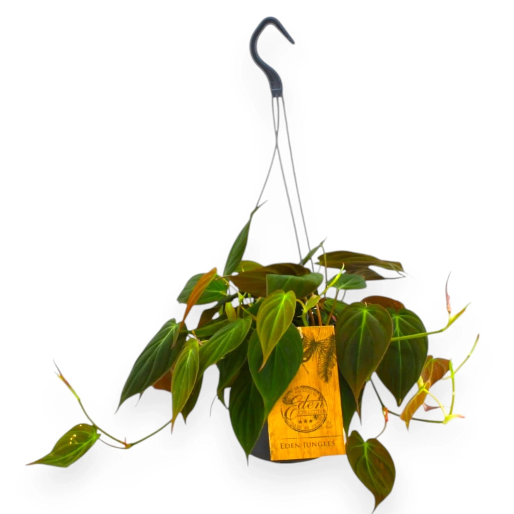Gardenaria Philodendron 'Micans' - Pianta da interno ornamentale Altezza: 25 cm (vaso 15)