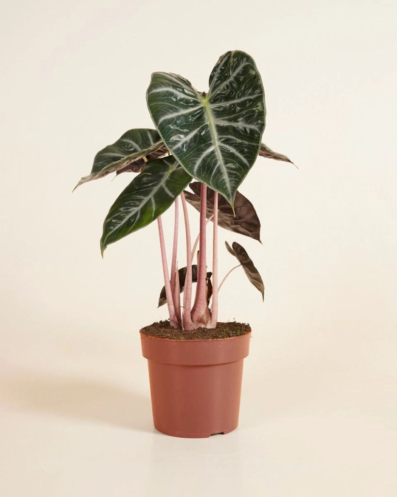 Alocasia Pink Dragon Vaso 17 – Pianta tropicale compatta elegante