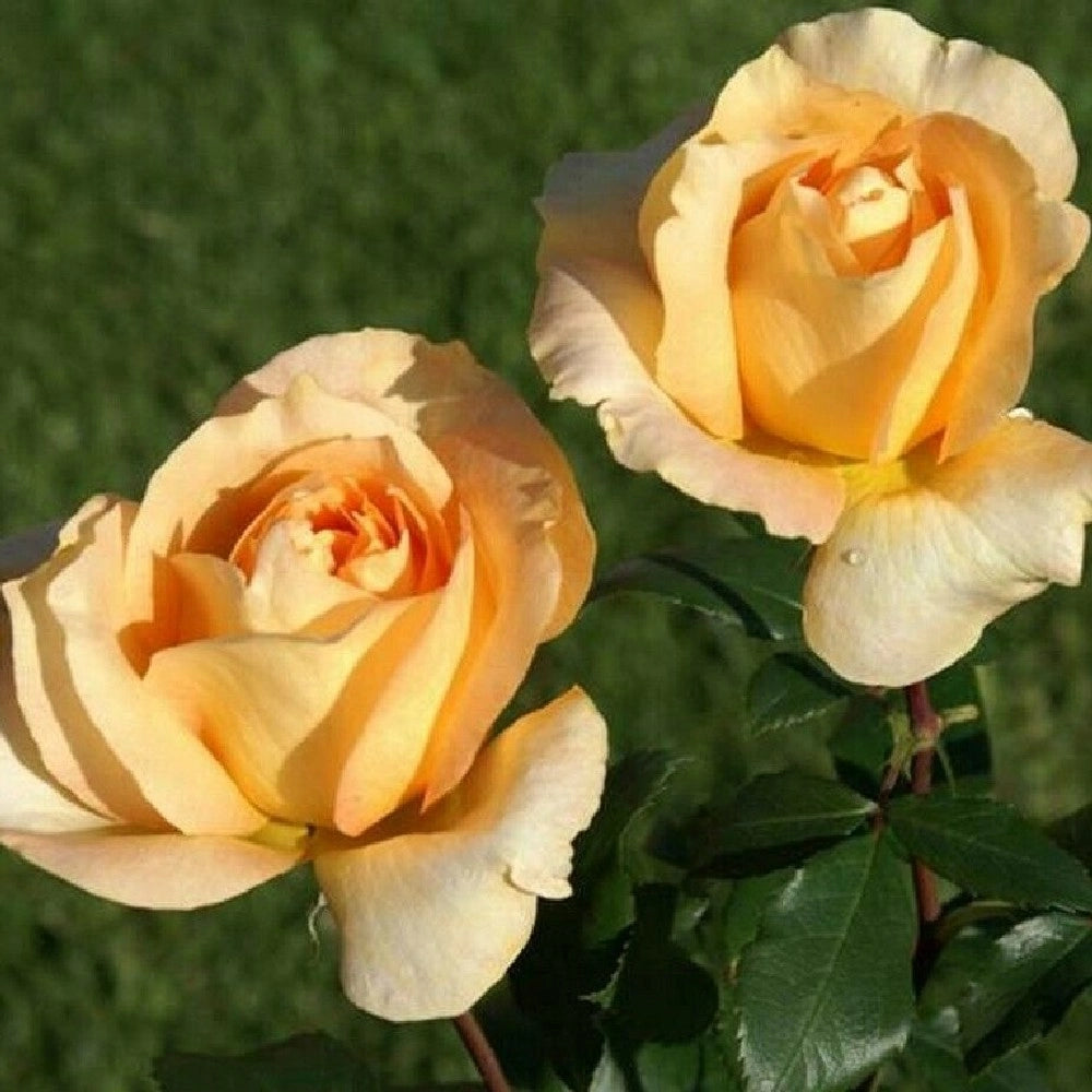 Pianta ROSA CASANOVA ® MEILLAND gialla cespuglio vaso 19 cm AMDGarden