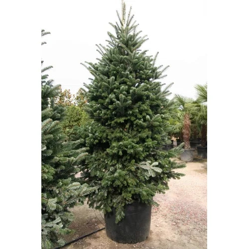 Abete Nordmanniana 180 cm – Albero di Natale Naturale, Folto e Sempreverde