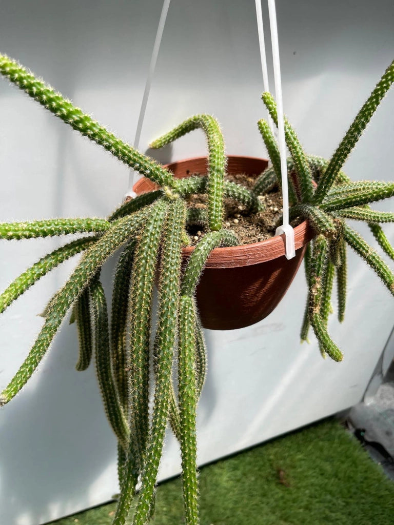 Aporocactus Flagelliformis Coda di Topo pianta grassa pendente foto reali