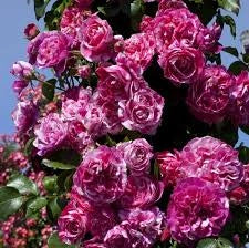 MEILLAND Rosa Ines Sastre rosa tenue rifiorente profumata elegante